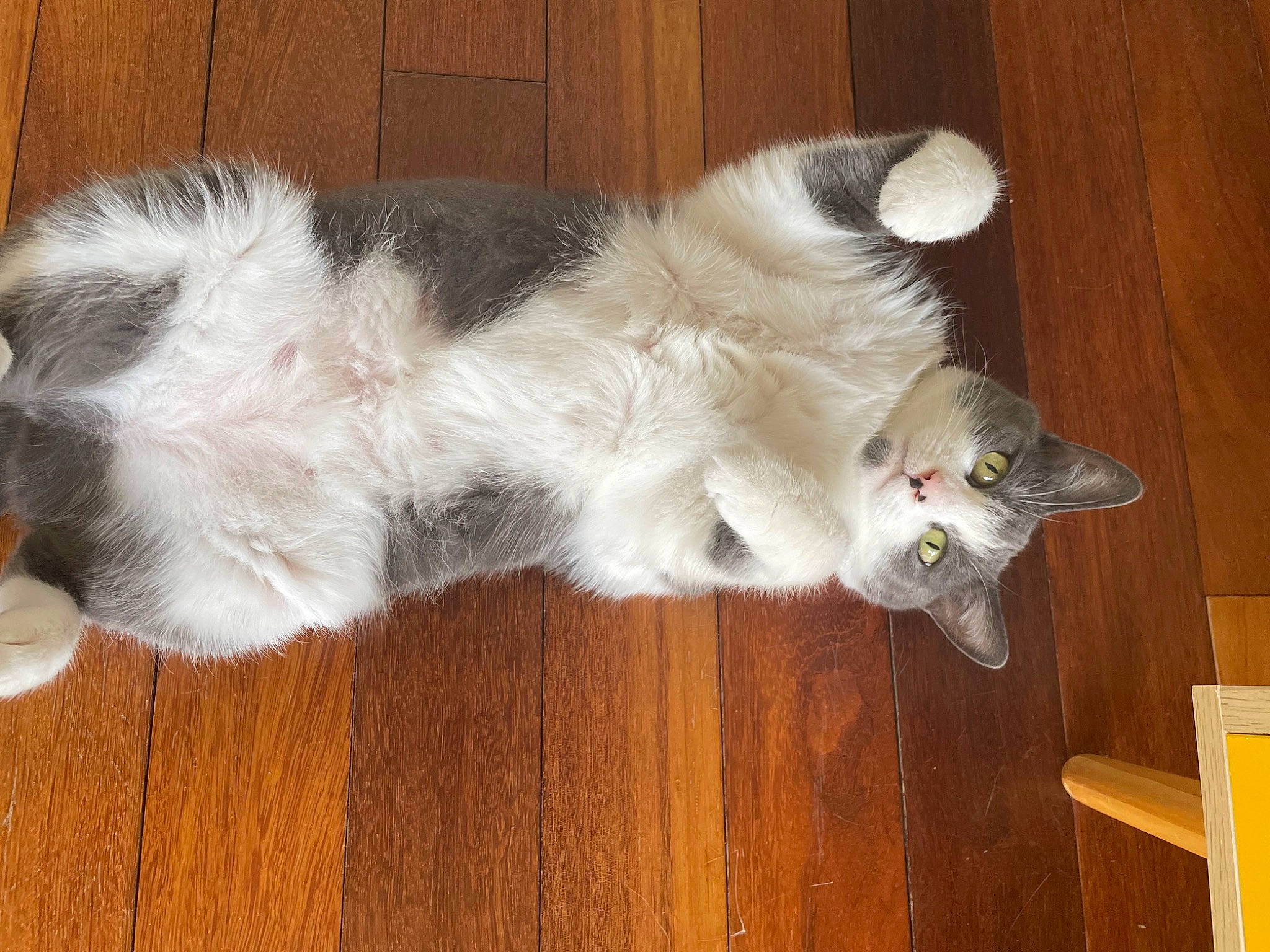 Kiwi a rejoint le concours — aidez-le/la à gagner de superbes lots ! carnivore, cat, comfort, companion_dog, dog_breed, domestic_short_haired_cat, fawn, felidae, flooring, foot, fur, hardwood, paw, small_to_medium_sized_cats, snout, tail, whiskers, wood, wood_flooring, wood_stain