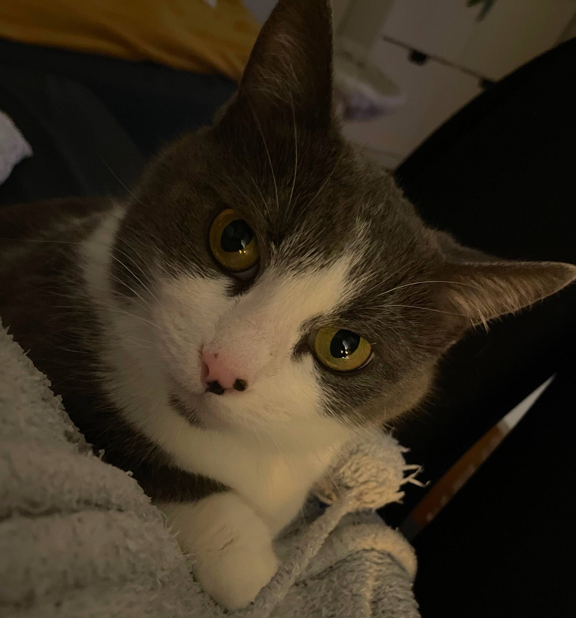 Kiwi participe au concours pour gagner de l'argent avec cette photo : carnivore, cat, comfort, domestic_short_haired_cat, ear, eye, felidae, fur, head, iris, paw, small_to_medium_sized_cats, snout, tail, whiskers, window