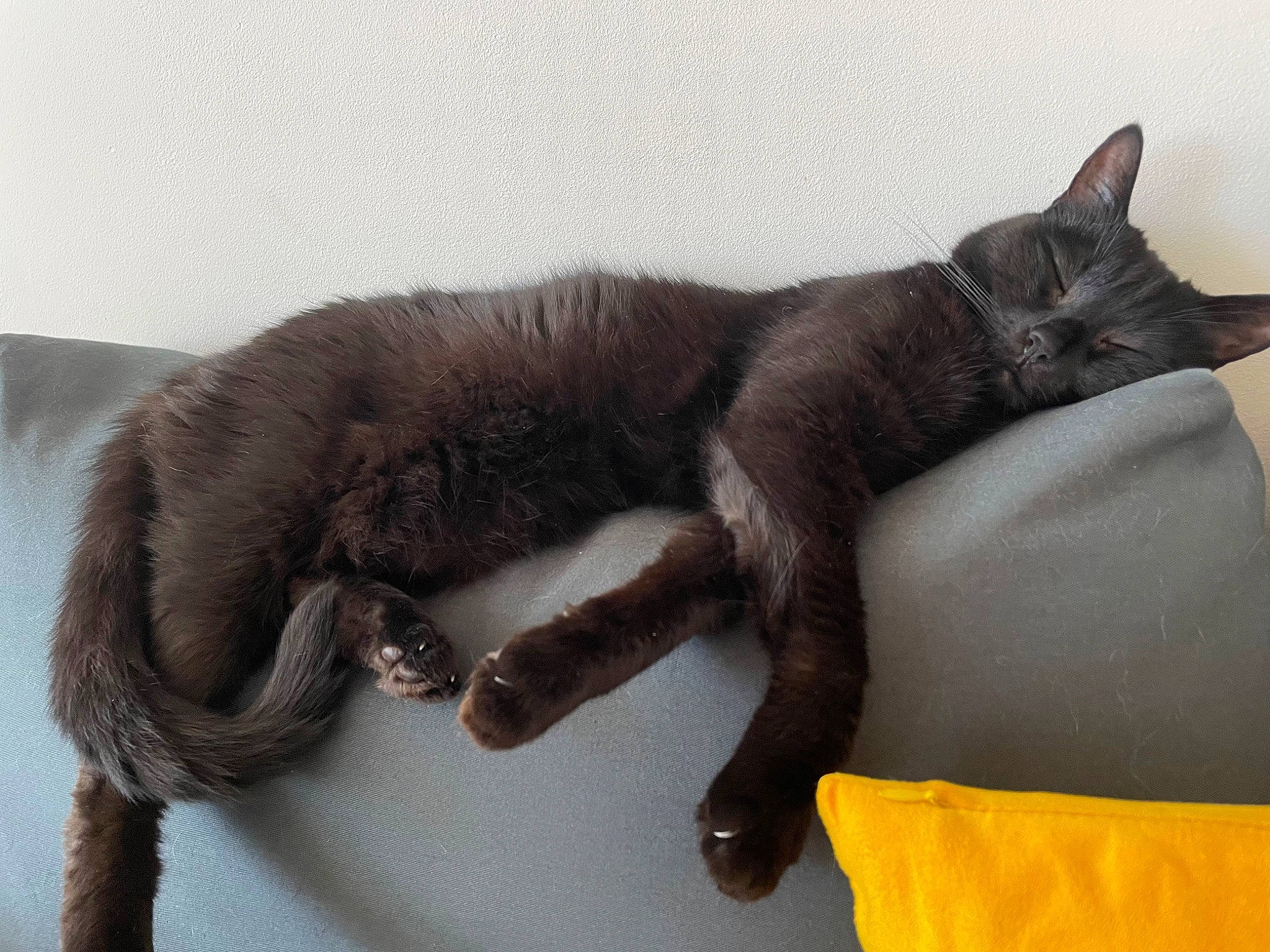 Kawa participe au concours pour gagner de l'argent avec cette photo : black_cat, bombay, carnivore, cat, claw, comfort, domestic_short_haired_cat, felidae, fur, grey, havana_brown, liver, nap, paw, small_to_medium_sized_cats, snout, tail, terrestrial_animal, whiskers