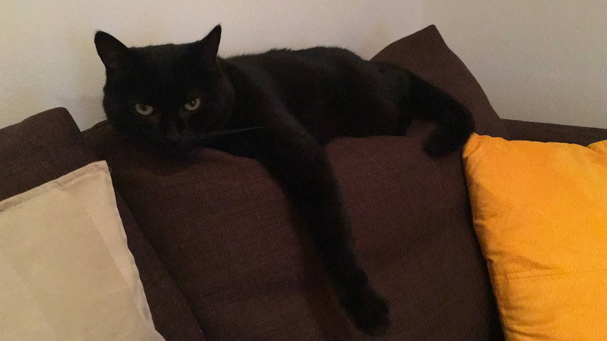 Kawa a rejoint le concours — aidez-le/la à gagner de superbes lots ! black_cat, bombay, brown, carnivore, cat, comfort, domestic_short_haired_cat, felidae, fur, grey, hardwood, linens, room, small_to_medium_sized_cats, tail, terrestrial_animal, whiskers, wood