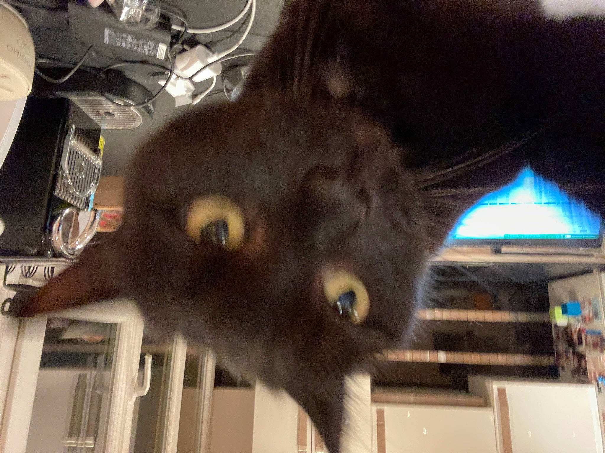 Kawa participe au concours pour gagner de l'argent avec cette photo : black_cat, bombay, canidae, carnivore, cat, claw, dog_breed, domestic_short_haired_cat, fawn, felidae, fur, liver, paw, plant, small_to_medium_sized_cats, snout, tail, tonkinese, whiskers, window