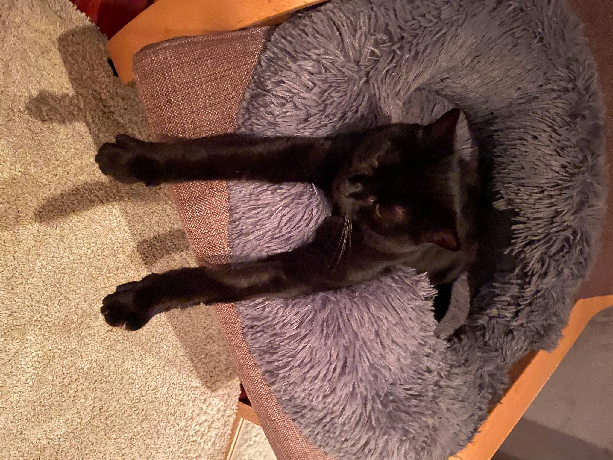 Kawa a rejoint le concours — aidez-le/la à gagner de superbes lots ! carnivore, cat, claw, comfort, domestic_short_haired_cat, fawn, felidae, flooring, fur, grey, hardwood, human_leg, natural_material, plant, small_to_medium_sized_cats, tail, terrestrial_animal, tree, whiskers, wood