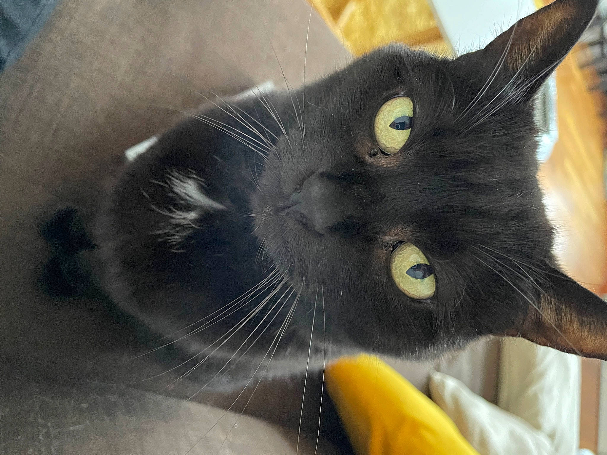 Kawa a rejoint le concours — aidez-le/la à gagner de superbes lots ! black_cat, carnivore, cat, claw, close_up, comfort, domestic_short_haired_cat, ear, felidae, fur, paw, small_to_medium_sized_cats, snout, tail, whiskers, window