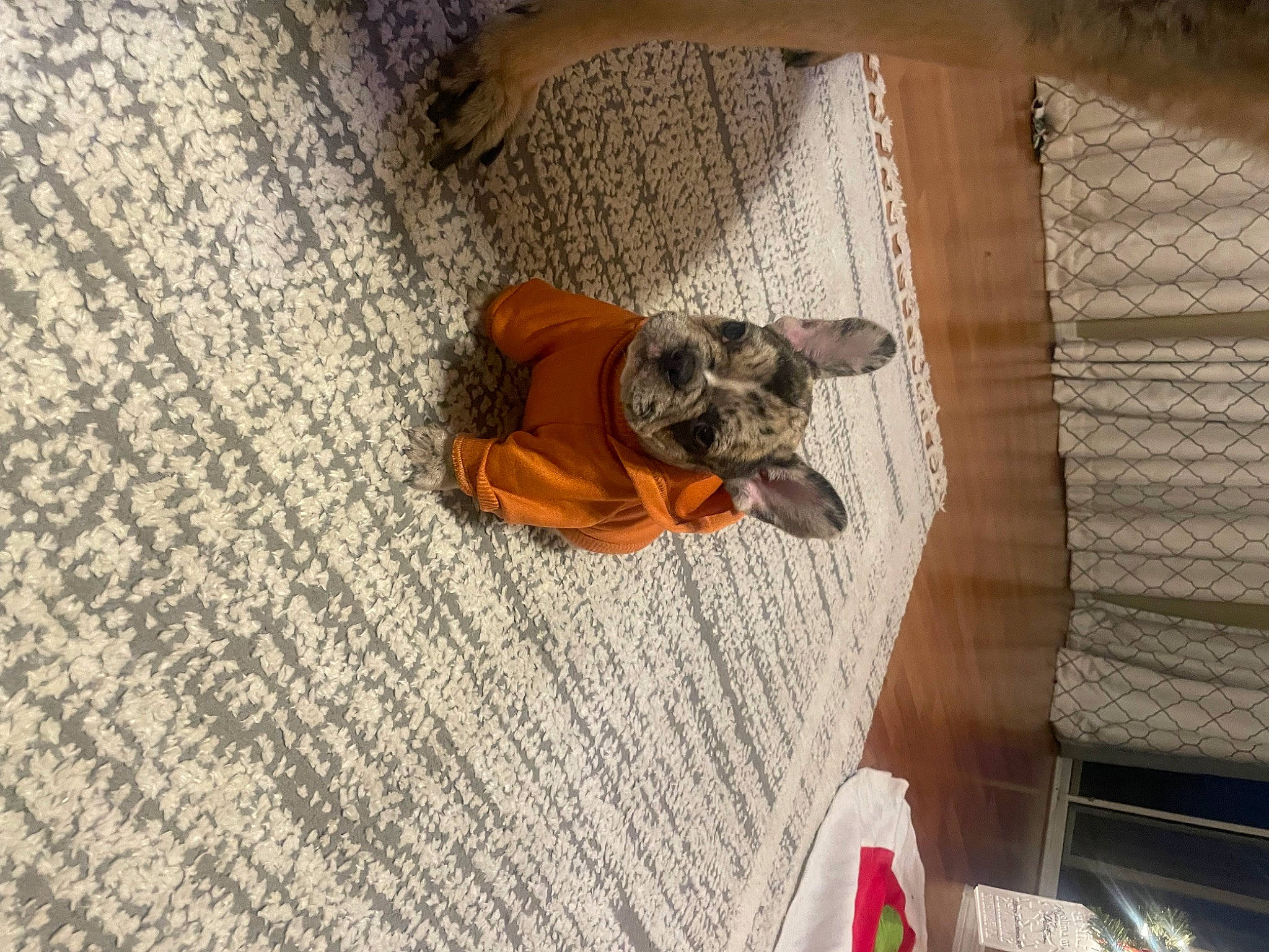 Lola is registered to the contest to win money with this photo: canidae, carnivore, comfort, companion_dog, dog, dog_breed, dog_supply, fawn, felidae, flooring, fur, hardwood, linens, pattern, pet_supply, small_to_medium_sized_cats, snout, sporting_group, tail, wood