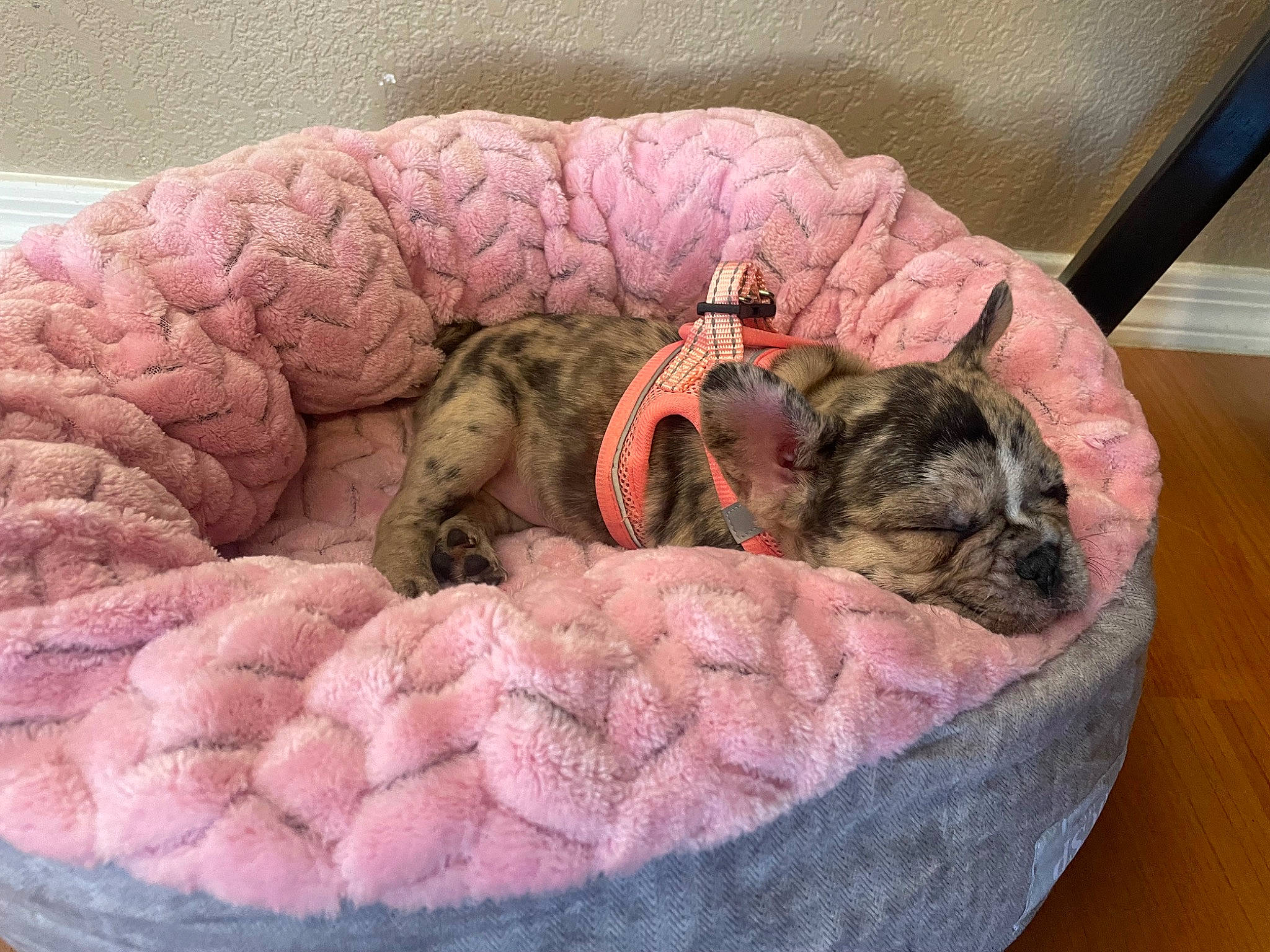 Lola joined the competition — help win amazing prizes! basket, bowl, carnivore, cat_bed, comfort, companion_dog, dog_bed, fawn, felidae, fur, home_accessories, linens, pet_supply, small_to_medium_sized_cats, sweetness, terrestrial_animal, toy_dog
