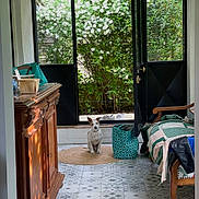 Jack a rejoint le concours — aidez-le/la à gagner de superbes lots ! bag, chair, cushion, dog, domestic, door, floor_tiles, flowers, greenery, home_interior, indoor, open_door, pet, plant, quilt, relaxing, rug, sunlight, window, wooden_cabinet
