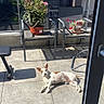 balcony, chair, daytime, dog, fence, flowers, garden, glass_railing, home, nature, outdoor, pet, potted_plant, relaxing, resting, shadow, small_dog, sunlight, tile_floor, urban