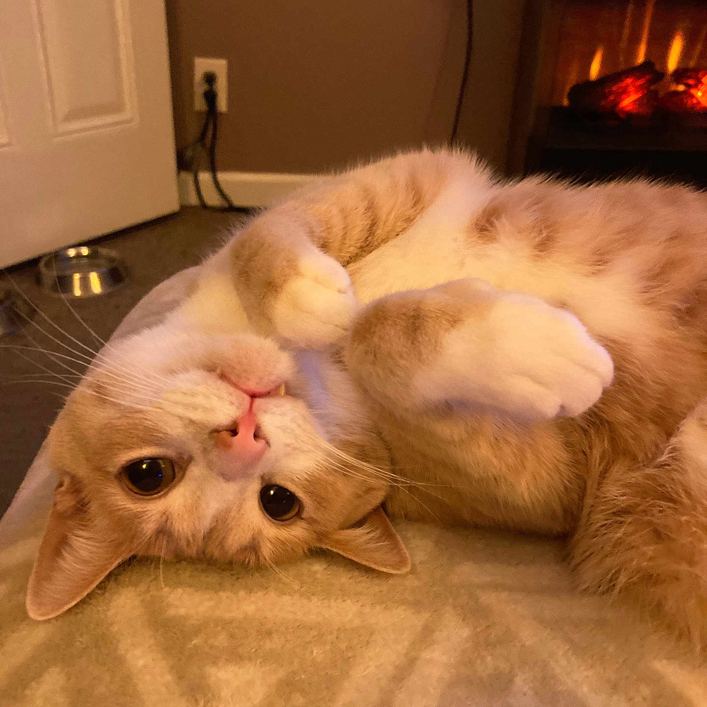 Gouda is registered to the contest to win money with this photo: big_eyes, blanket, cat, close_up, cozy, ears, feline, fireplace, ginger_cat, indoor, lying_on_back, orange_cat, paws, pet_bowl, pink_nose, portrait, relaxed, tabby, whiskers, white_paws