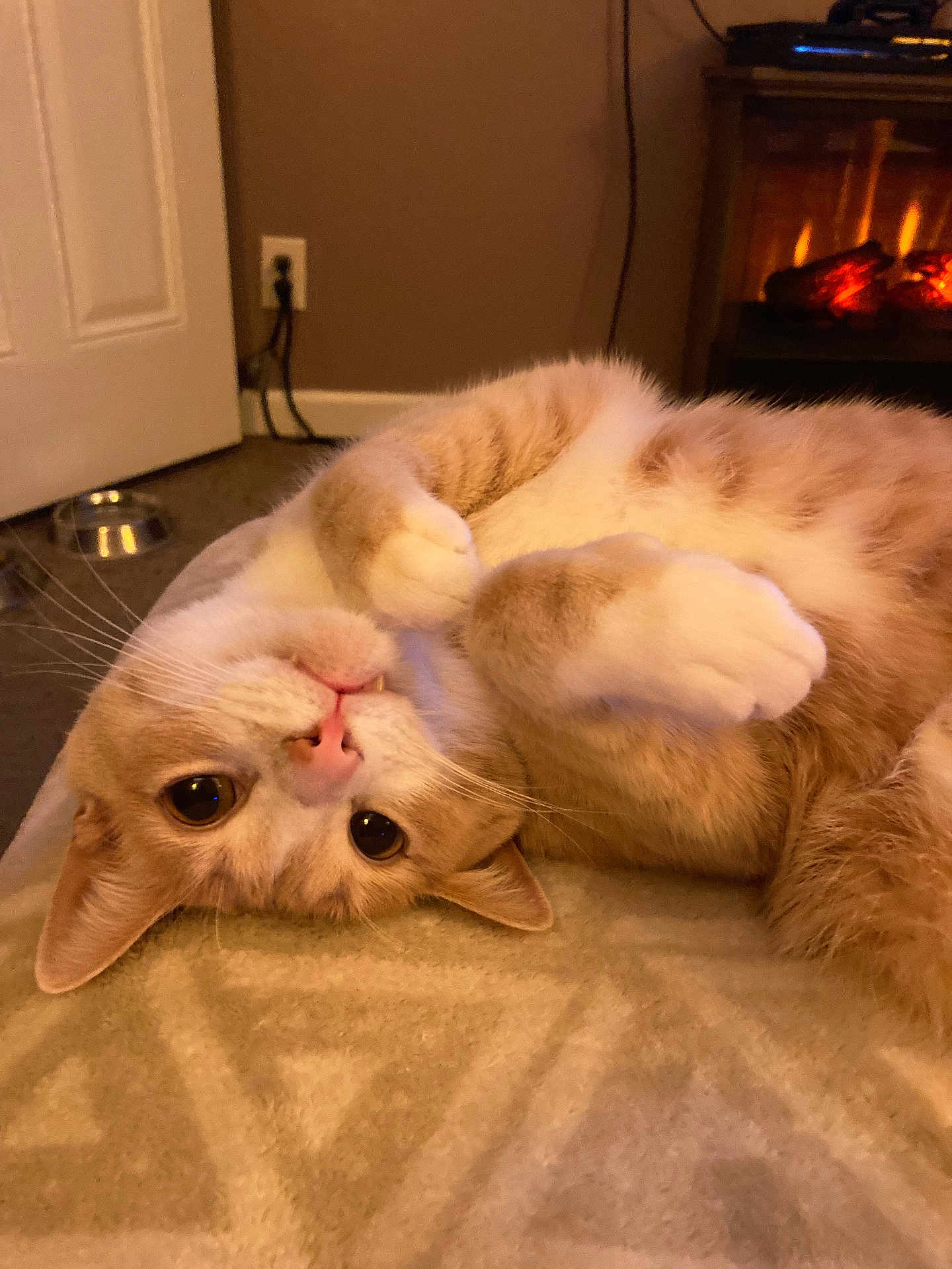 Gouda is registered to the contest to win money with this photo: cat, feline, ginger_cat, tabby, orange_cat, white_paws, paws, whiskers, pink_nose, big_eyes, lying_on_back, relaxed, cozy, blanket, indoor, fireplace, pet_bowl, ears, close_up, portrait