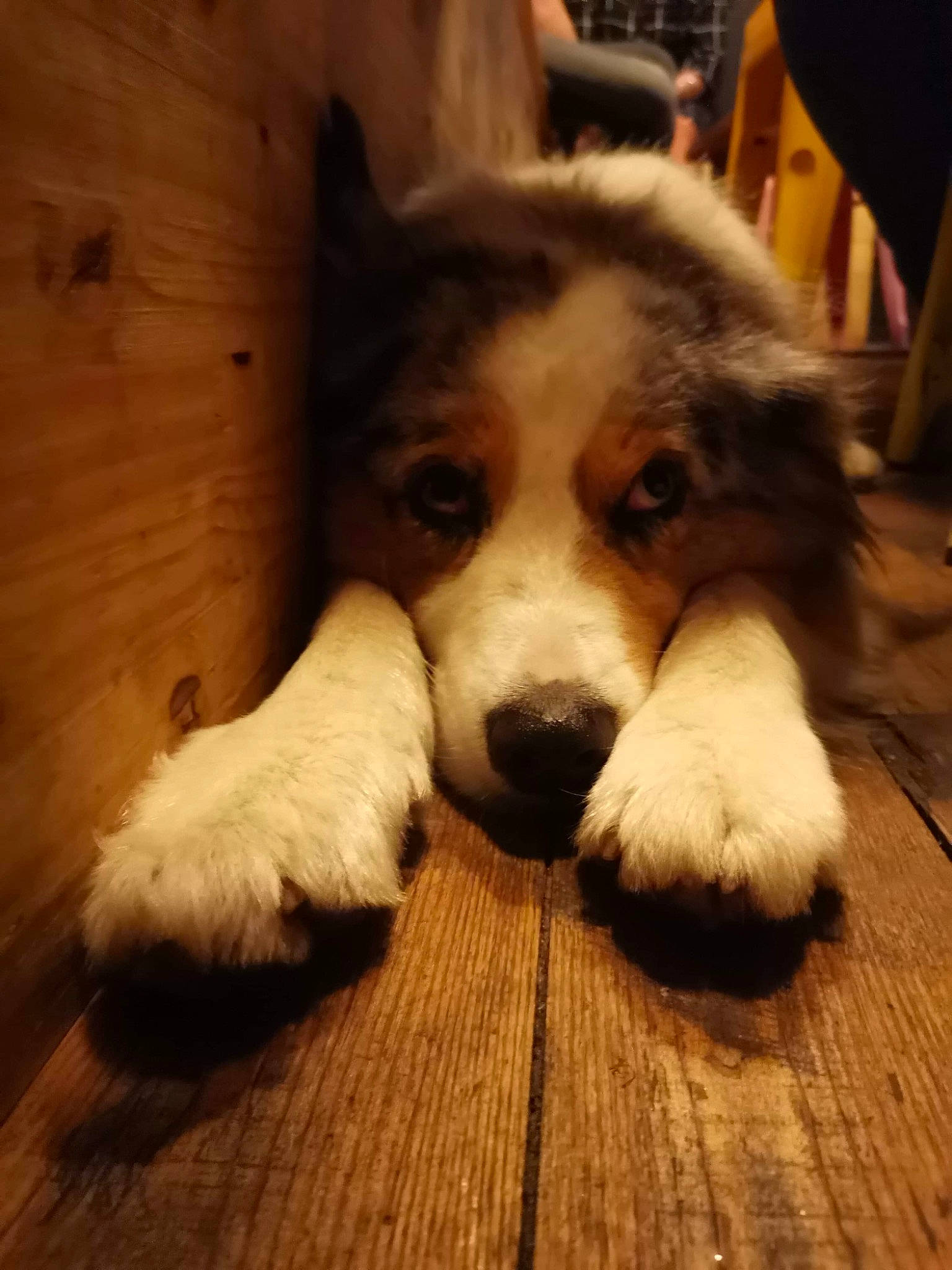 Hippie a rejoint le concours — aidez-le/la à gagner de superbes lots ! canidae, carnivore, chair, companion_dog, dog, dog_breed, flooring, fur, hardwood, herding_dog, paw, plank, puppy, snout, sporting_group, terrestrial_animal, whiskers, wood, working_animal, working_dog