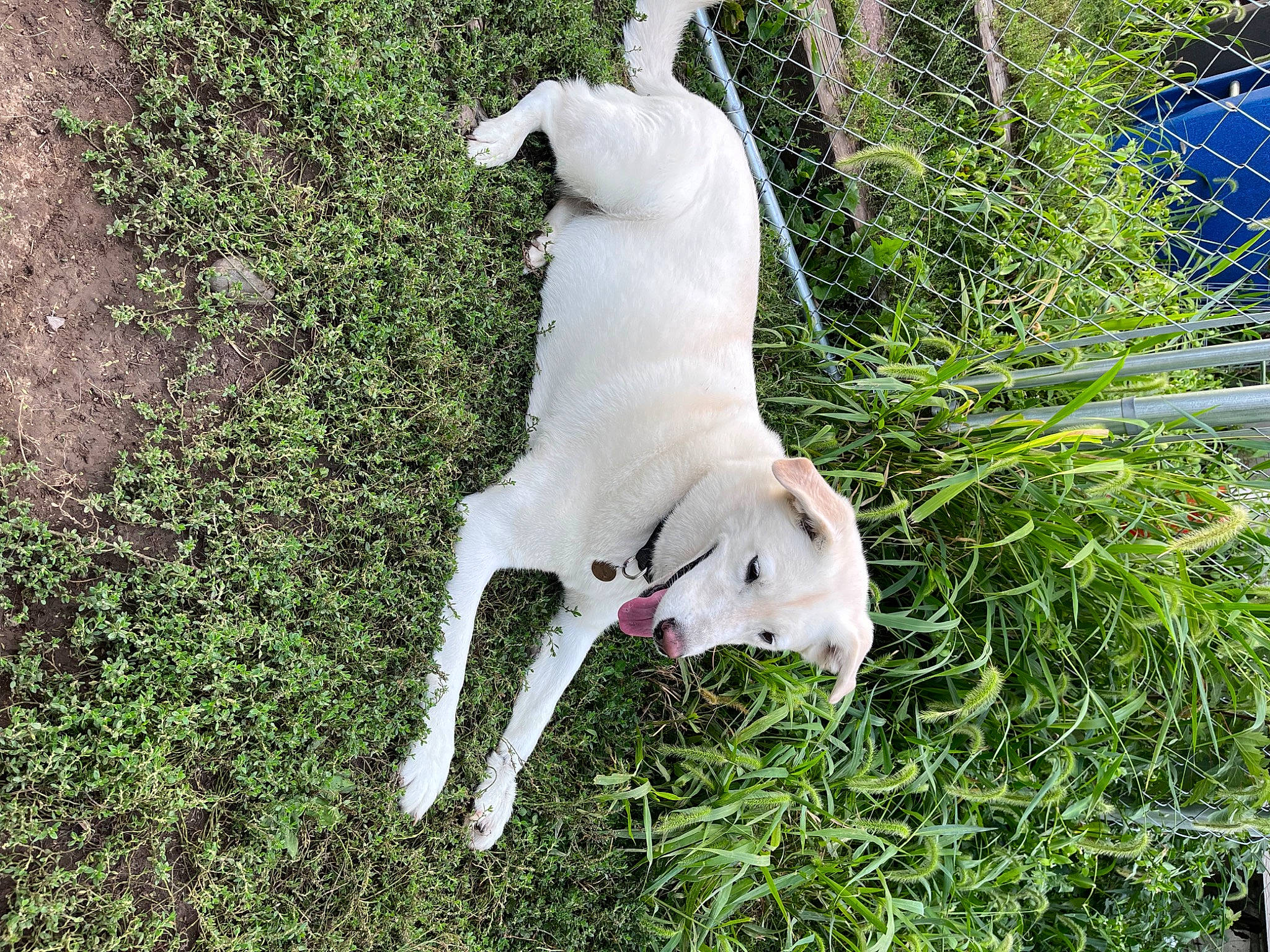 Stelle is registered to the contest to win money with this photo: canidae, carnivore, companion_dog, dog, dog_breed, fawn, fence, grass, groundcover, mesh, non_sporting_group, plant, snout, sporting_group, tail, terrestrial_animal, working_animal