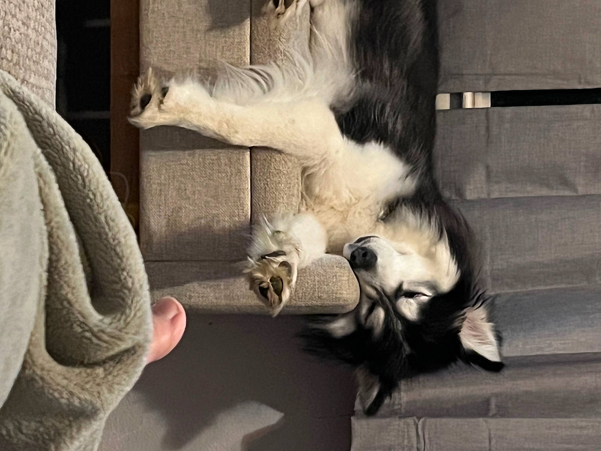 Fiona is registered to the contest to win money with this photo: canidae, carnivore, cat, claw, comfort, dog_breed, domestic_short_haired_cat, fawn, felidae, fur, linens, monochrome, monochrome_photography, nap, paw, small_to_medium_sized_cats, snout, sporting_group, tail, whiskers