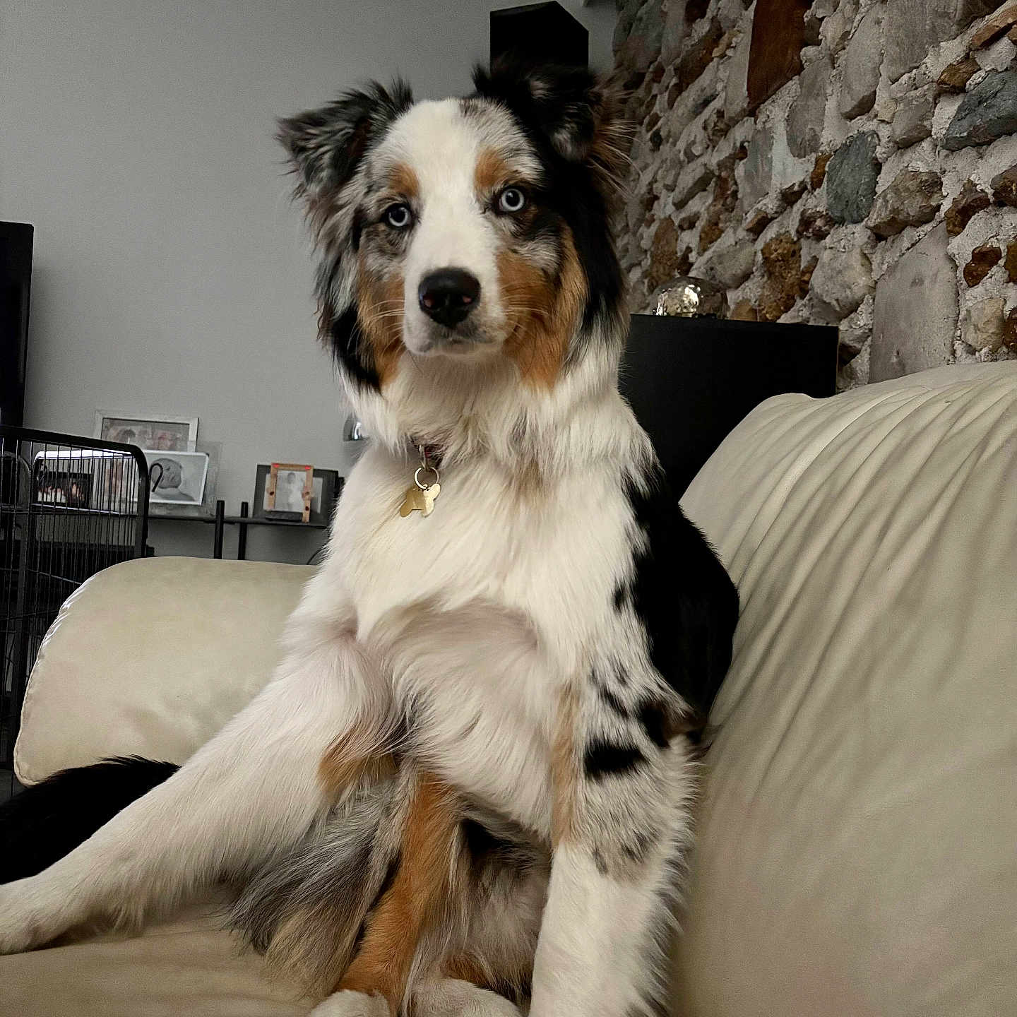 Alpi participe au concours pour gagner de l'argent avec cette photo : dog, puppy, australian_shepherd, blue_eyes, fluffy, sitting, couch, indoors, pet, collar, tag, black_white_fur, brown_markings, portrait, living_room, stone_wall, furniture, cute, alert, companion