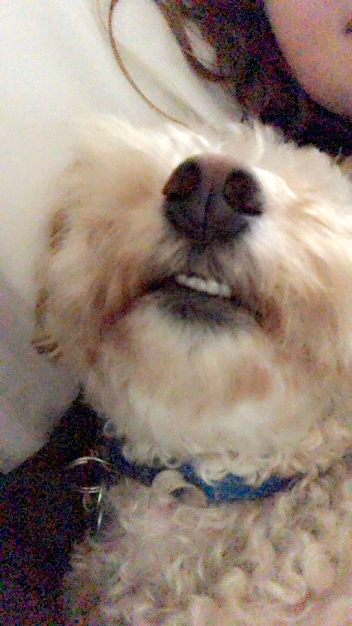 Wrigley joined the competition — help win amazing prizes! canidae, carnivore, cavapoo, companion_dog, dog, dog_breed, fur, havanese, lhasa_apso, nose, puppy, puppy_love, rare_breed_dog, schnoodle, shih_tzu, snout, sporting_group, toy_dog