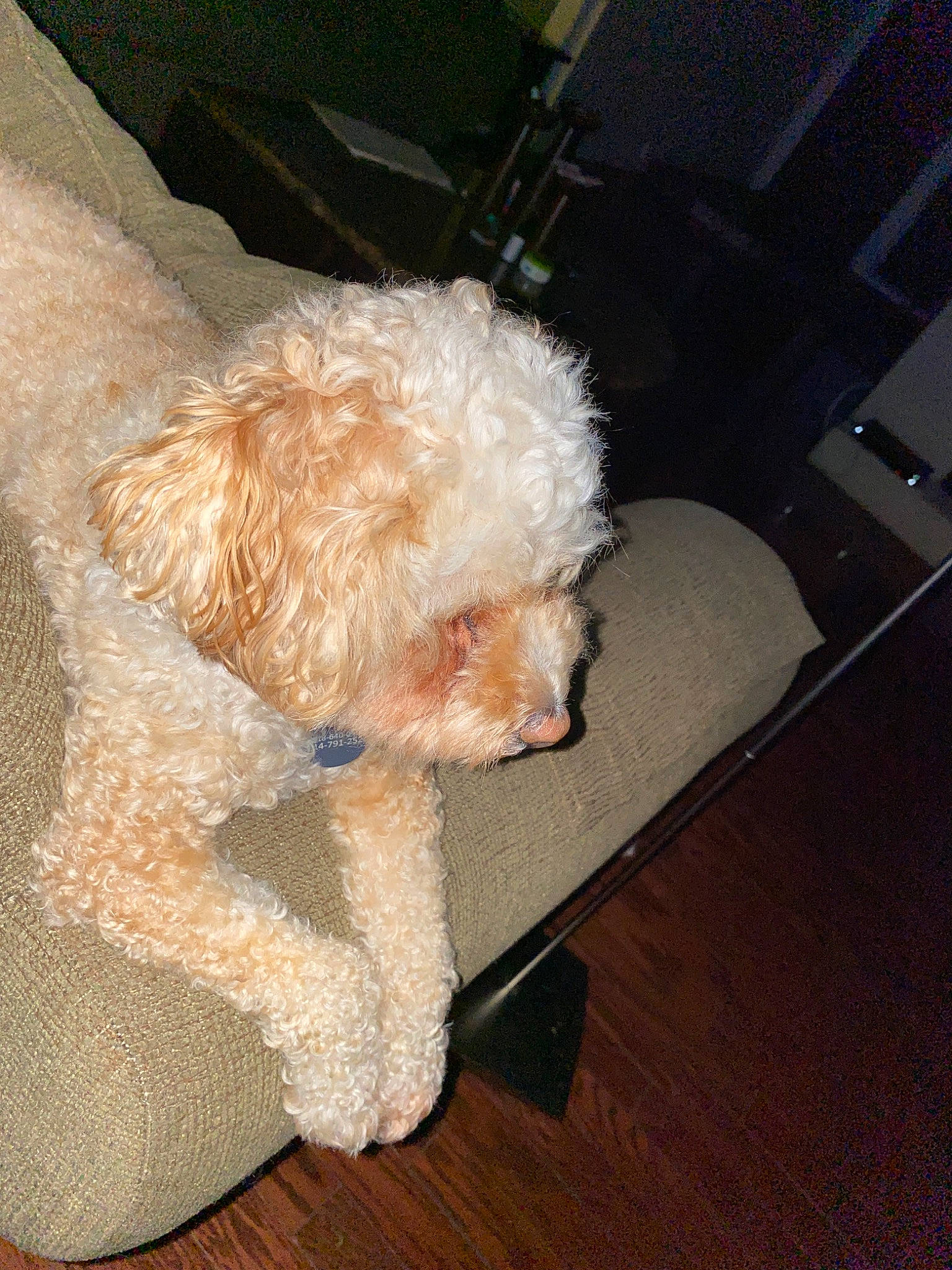 Wrigley is registered to the contest to win money with this photo: canidae, carnivore, cockapoo, companion_dog, dog, dog_breed, goldendoodle, lagotto_romagnolo, maltepoo, maltese, mammal, miniature_poodle, non_sporting_group, poodle, poodle_crossbreed, schnoodle, spanish_water_dog, sporting_group, toy_dog, toy_poodle