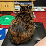 cat, tortoiseshell, feline, back_view, fur, ottoman, living_room, carpet, wooden_furniture, tv_stand, electronics, decor, red_carpet, black_leather, indoor, pet, animal, cozy, home, relaxing