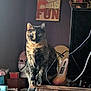 cat, tortoiseshell_cat, wooden_surface, indoor, cluttered_room, sign, decor, curious, pets, furniture, electronics, cables, figurine, toy, sitting, wide_eyes, animal, domestic_cat, feline, portrait