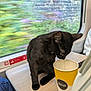 Qitta is registered to the contest to win money with this photo: black_cat, cat, mccafe, cup, table, window, train, travel, blurred_background, indoor, pet, animal, feline, curious, sitting, yellow_cup, beverage, public_transport, person_partial, jeans