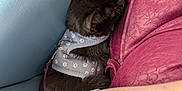 Qitta joined the competition — help win amazing prizes! cat, black_cat, harness, paw_print, couch, blue_couch, pink_fabric, texture, fur, pet, animal, indoor, resting, cozy, close_up, domestic_animal, human_arm, leash, snuggled, side_view