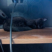 Qitta joined the competition — help win amazing prizes! cat, black_cat, sleeping, wooden_shelf, cables, indoor, resting, quiet, feline, pet, dark, patterned_wall, cozy, animal, fur, still_life, calm, home, shelf, relaxing