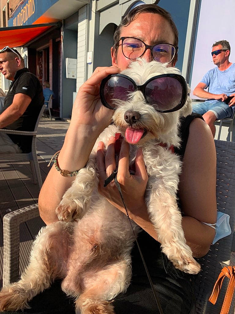 Flag a rejoint le concours — aidez-le/la à gagner de superbes lots ! blue, canidae, carnivore, chair, collar, companion_dog, dog, dog_breed, dog_collar, eyewear, fawn, fun, fur, glasses, snout, sporting_group, t_shirt, vertebrate, vision_care, working_animal