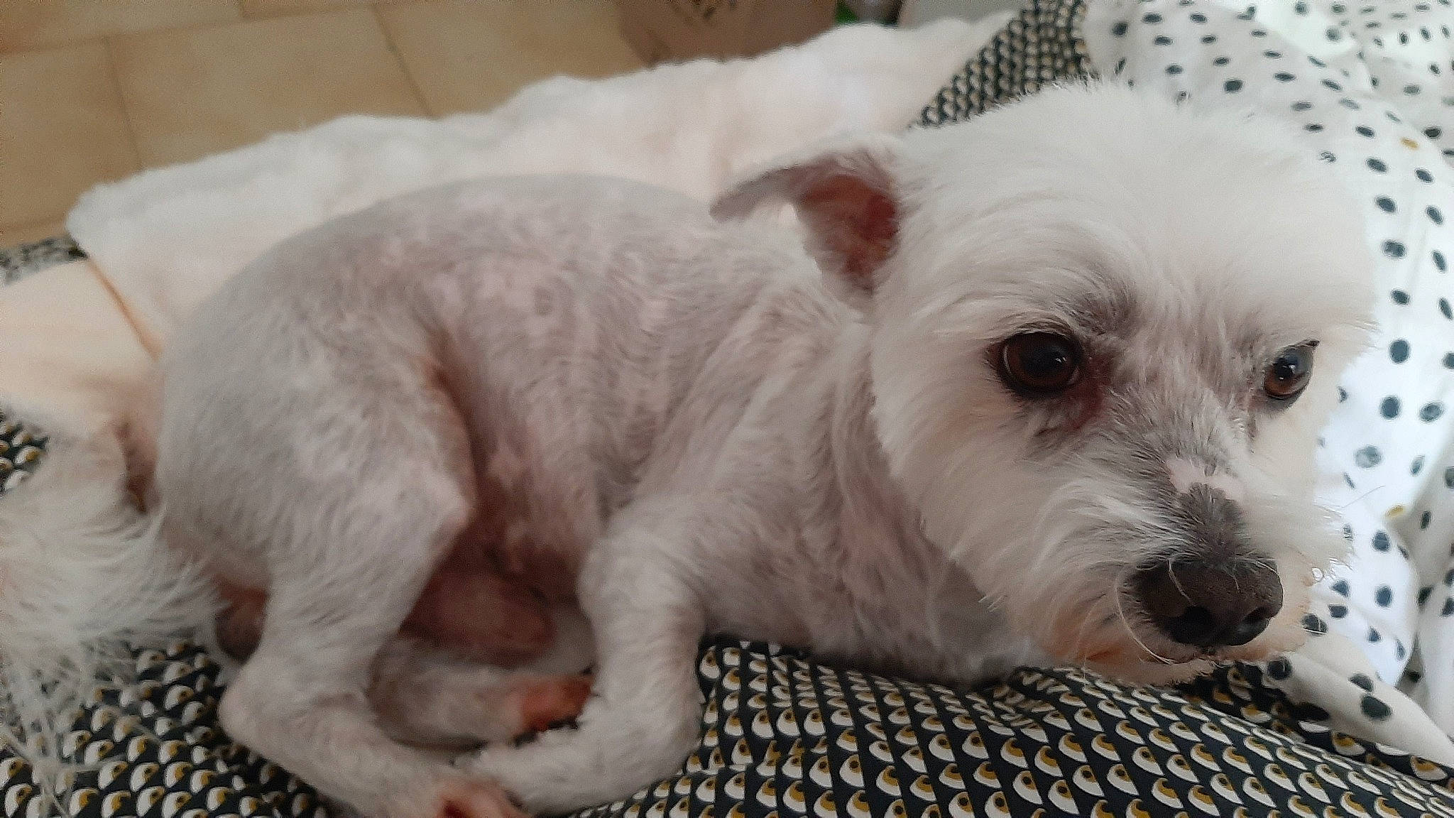 Flag a rejoint le concours — aidez-le/la à gagner de superbes lots ! canidae, carnivore, collar, companion_dog, dog, dog_breed, dog_supply, fawn, fur, maltepoo, non_sporting_group, pattern, puppy, small_terrier, sporting_group, terrestrial_animal, terrier, toy_dog, whiskers, working_animal