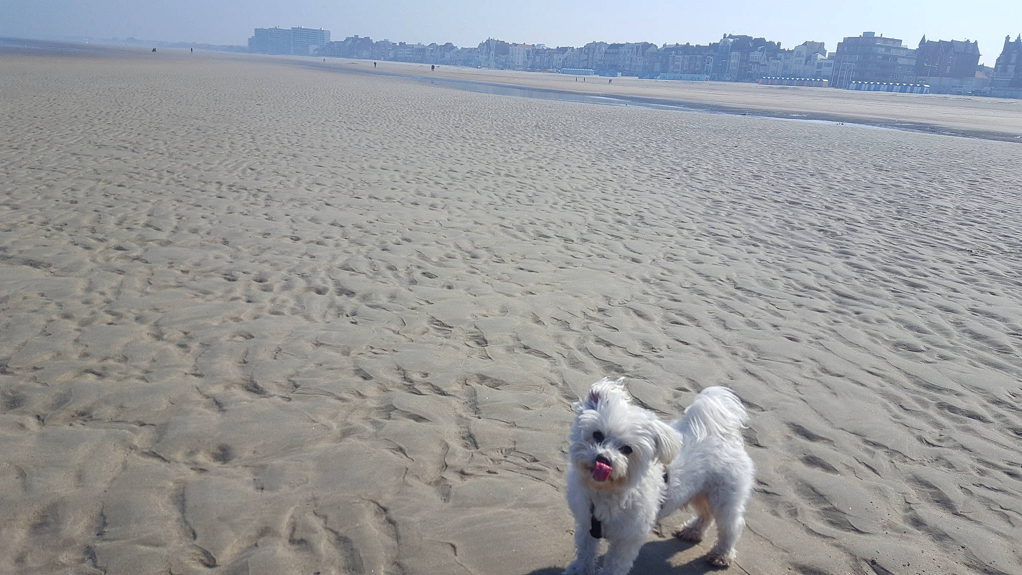 Flag a rejoint le concours — aidez-le/la à gagner de superbes lots ! beach, body_of_water, canidae, carnivore, coast, companion_dog, dog, dog_breed, horizon, landscape, natural_environment, ocean, sand, sky, sporting_group, tree, water, white, wind_wave, working_animal