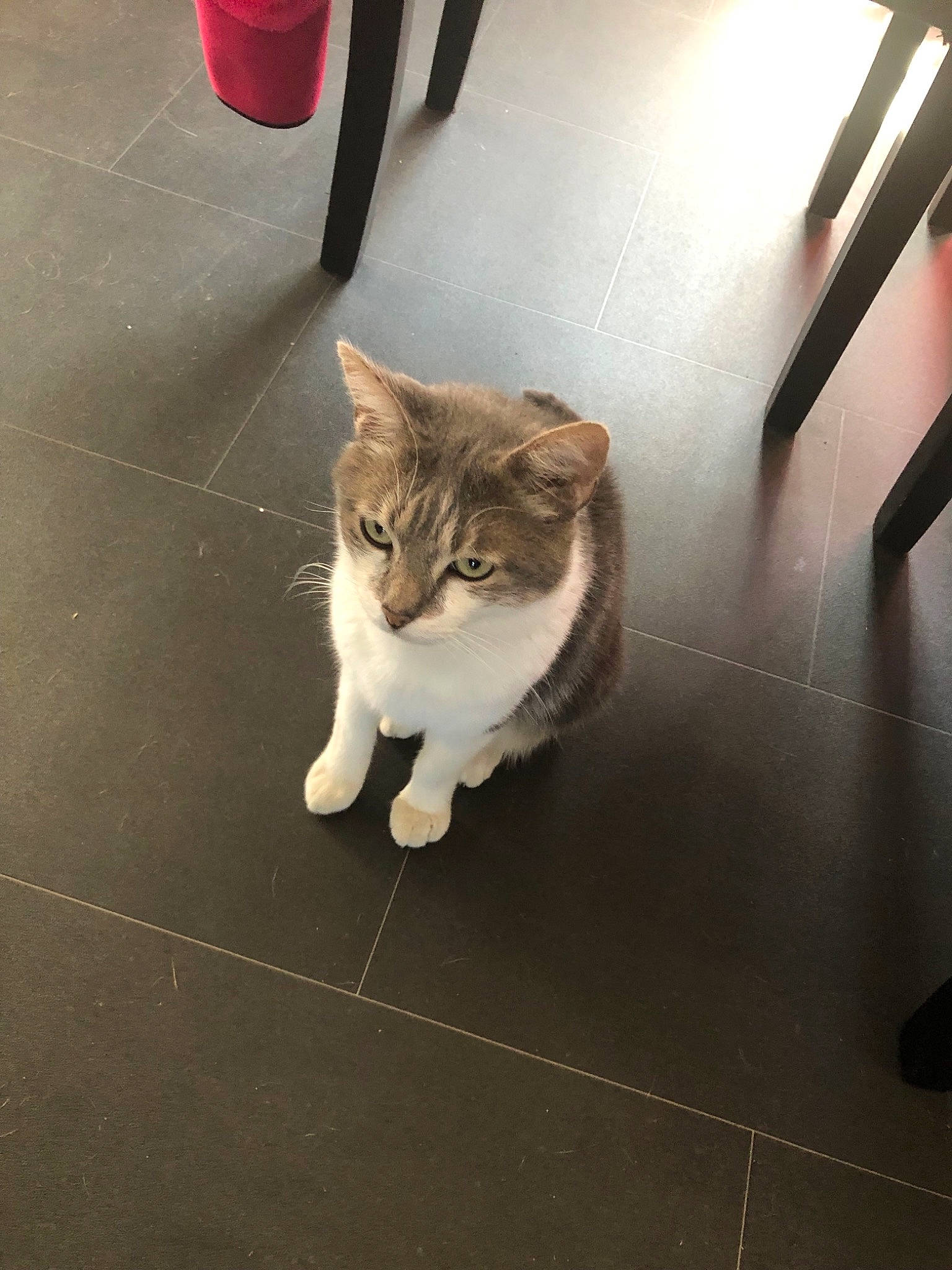 Kiki a rejoint le concours — aidez-le/la à gagner de superbes lots ! aegean_cat, asian, carnivore, cat, domestic_short_haired_cat, european_shorthair, felidae, floor, flooring, fur, hardwood, kitten, leg, paw, polydactyl_cat, small_to_medium_sized_cats, tabby_cat, tail, tile, whiskers