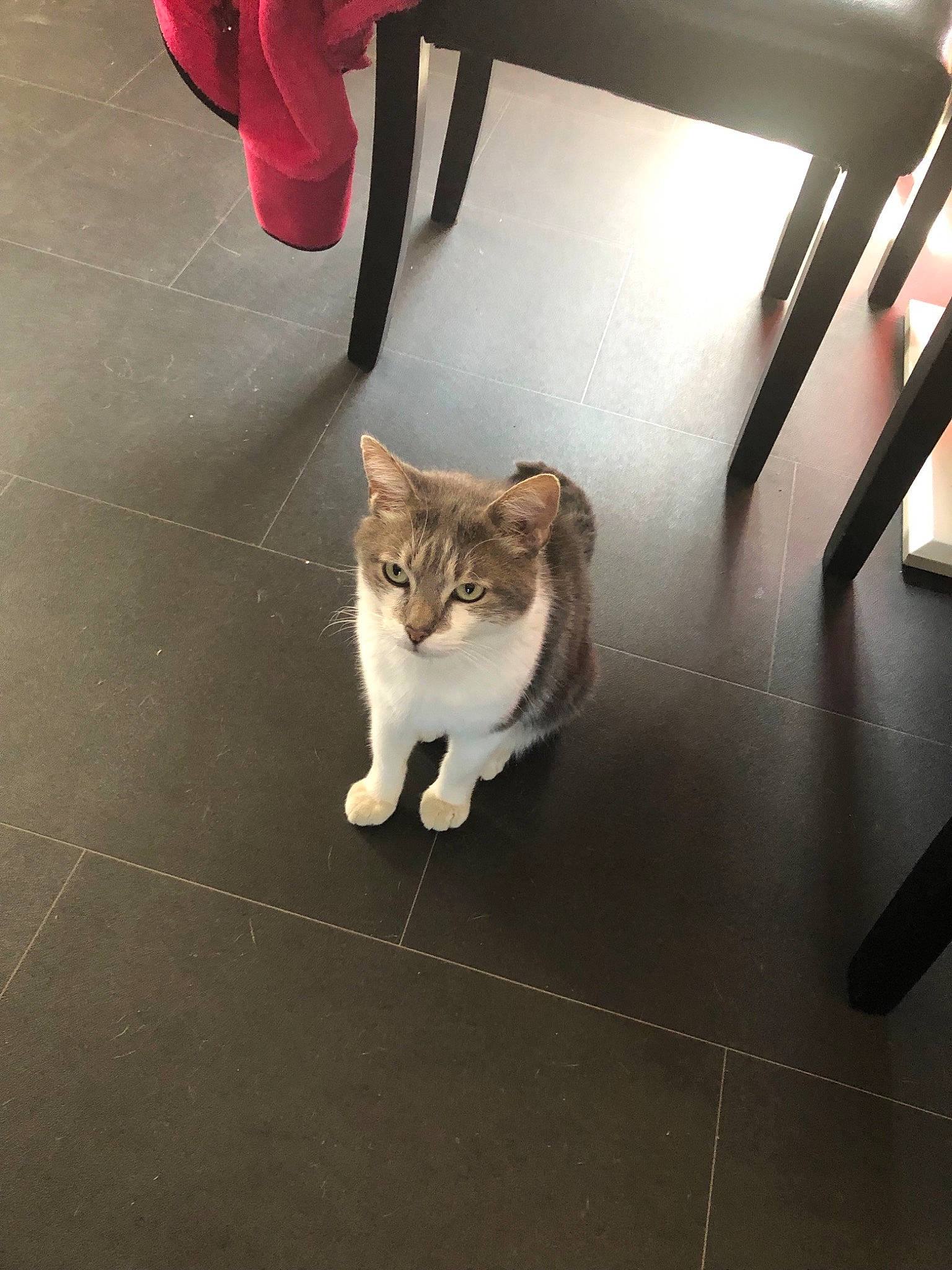 Kiki participe au concours pour gagner de l'argent avec cette photo : aegean_cat, carnivore, cat, domestic_short_haired_cat, european_shorthair, fawn, felidae, floor, flooring, fur, hardwood, kitten, leg, small_to_medium_sized_cats, tail, tile, whiskers, wood