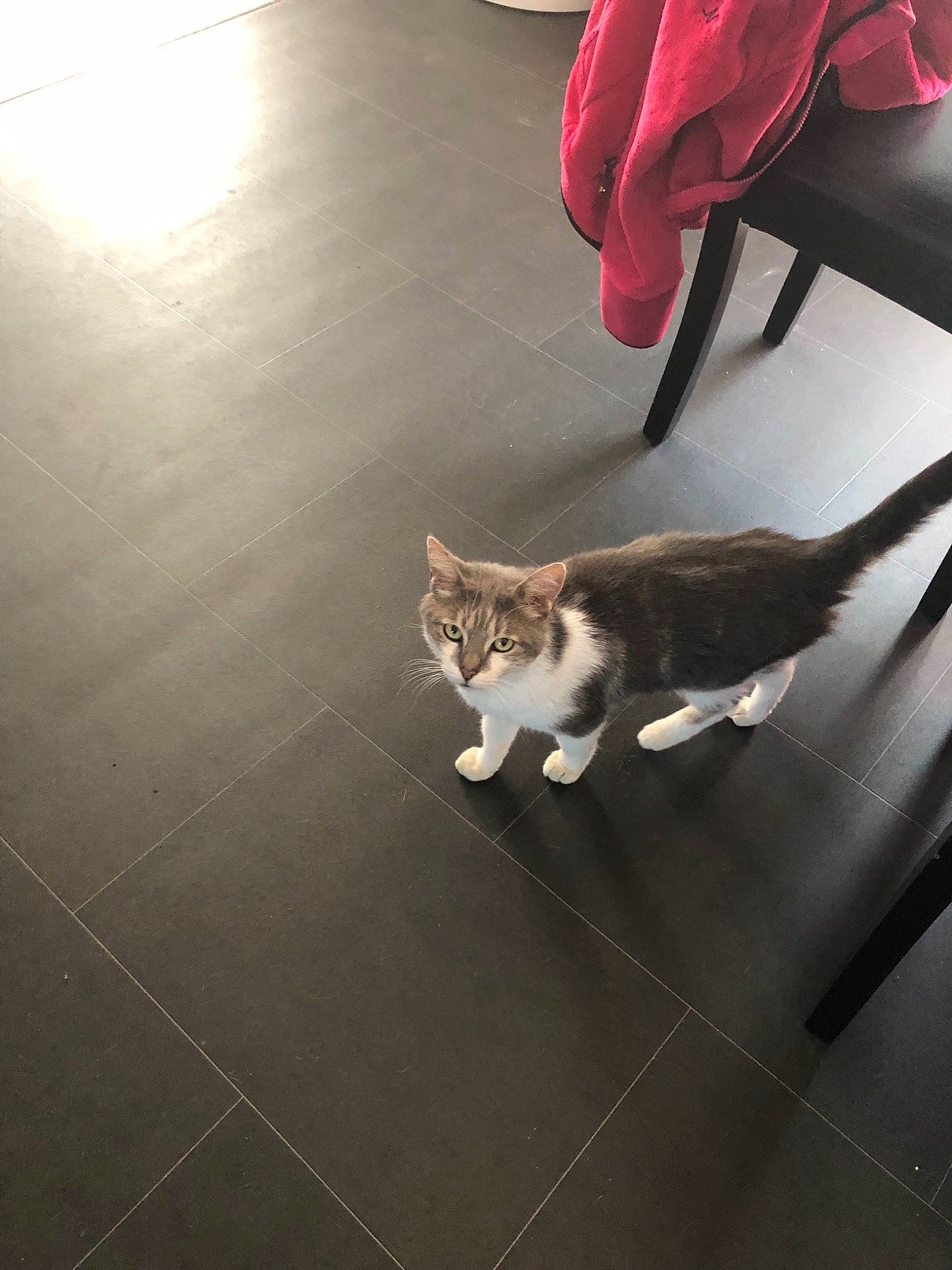 Kiki a rejoint le concours — aidez-le/la à gagner de superbes lots ! aegean_cat, carnivore, cat, domestic_short_haired_cat, european_shorthair, fawn, felidae, floor, flooring, hardwood, kitten, laminate_flooring, leg, small_to_medium_sized_cats, tail, whiskers, wood