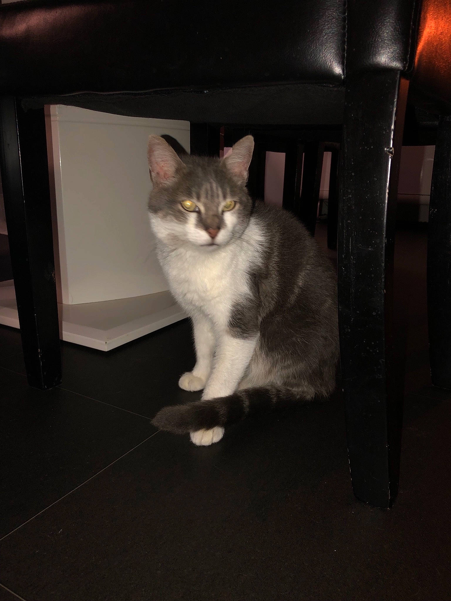 Kiki a rejoint le concours — aidez-le/la à gagner de superbes lots ! aegean_cat, american_wirehair, asian, carnivore, cat, domestic_short_haired_cat, european_shorthair, eye, fawn, felidae, fur, kitten, leg, mammal, ojos_azules, organ, paw, polydactyl_cat, small_to_medium_sized_cats, whiskers