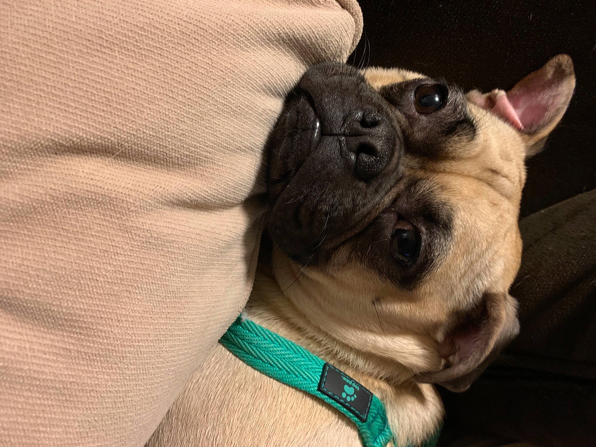 Kevin is registered to the contest to win money with this photo: carnivore, collar, companion_dog, dog, dog_breed, dog_clothes, dog_collar, dog_supply, ear, fawn, fur, grey, leash, pet_supply, sleeve, snout, toy_dog, whiskers, working_animal, wrinkle