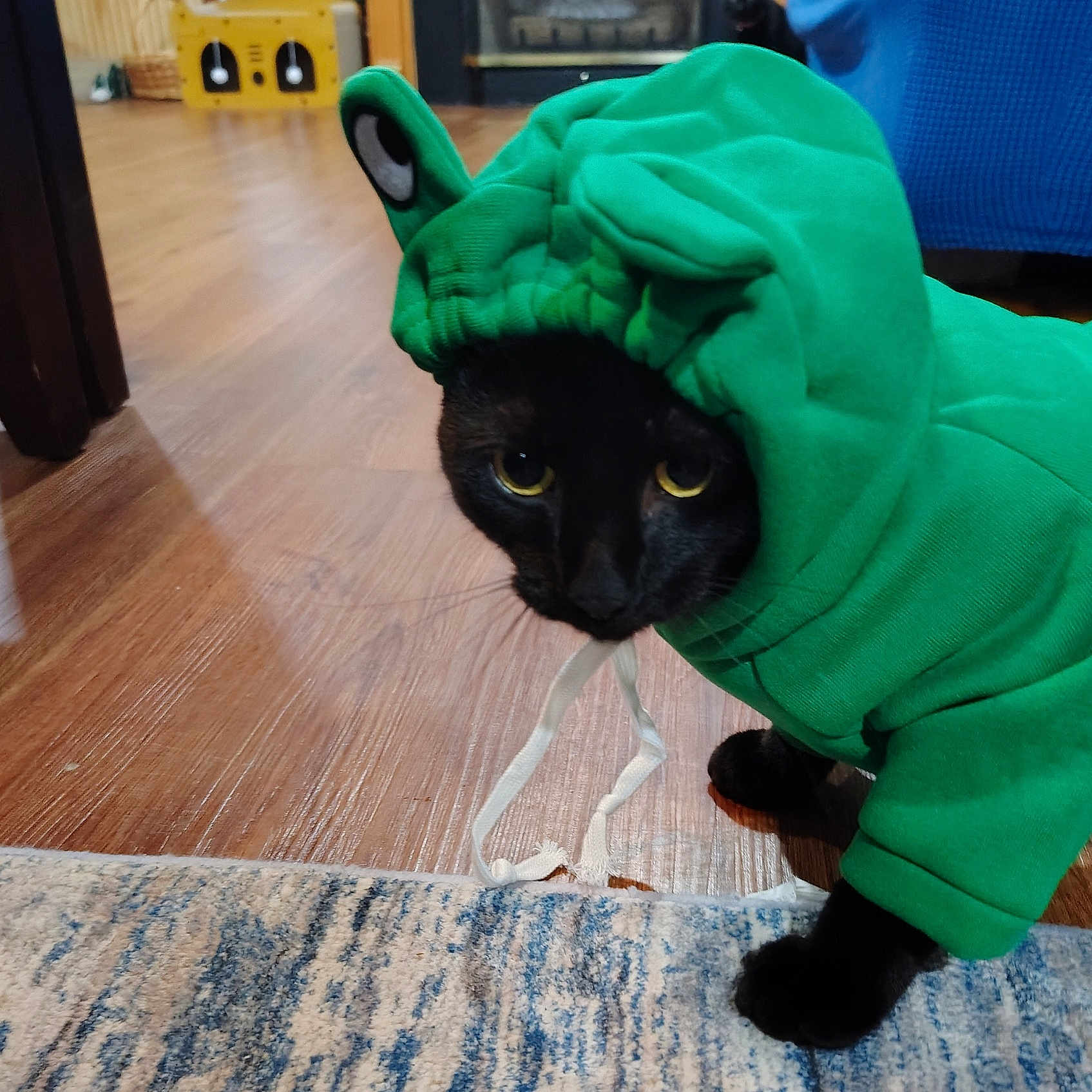 Beans is registered to the contest to win money with this photo: animal, black_cat, cat, close_up, costume, curious, cute, domestic_cat, feline, floor, green_clothing, home, hoodie, indoor, mischievous, pet, playful, rug, wooden_floor, yellow_eyes
