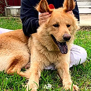 Canelo joined the competition — help win amazing prizes! animal, casual_clothing, closeup, companion, daylight, dog, ears, fur, grass, hand, happy, nature, outdoor, person, pet, playful, relaxing, smile, tongue, yard