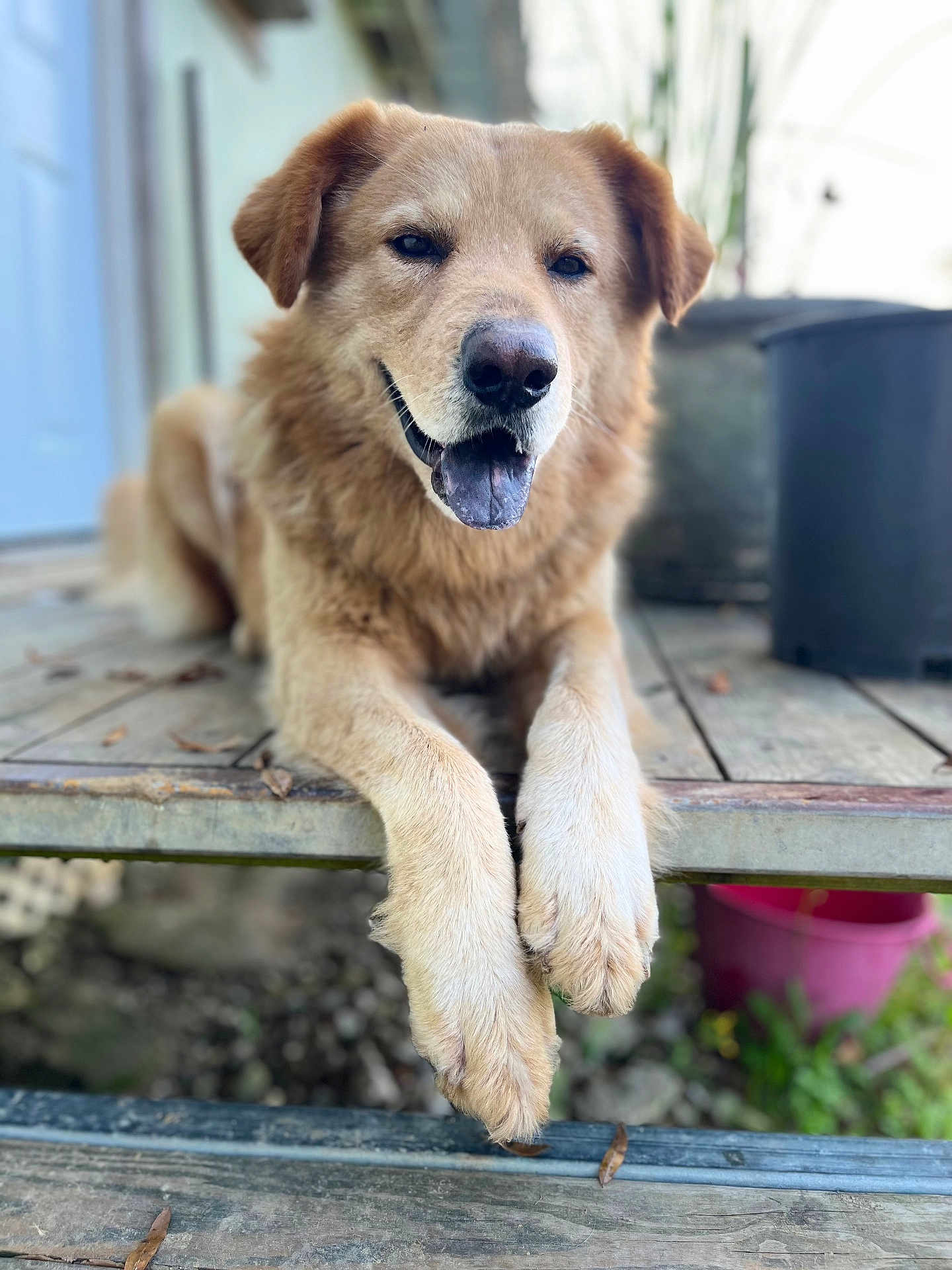 Canelo
