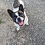 Aïka a rejoint le concours — aidez-le/la à gagner de superbes lots ! dog, french_bulldog, pet, animal, outdoor, ground, gravel, dirt, happy, tongue_out, smiling, canine, looking_up, ears_up, collar, playful, friendly, companion, walking, cute