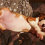 Kaïra participe au concours pour gagner de l'argent avec cette photo : puppy, dog, lying_down, blanket, bed, cute, pet, animal, relaxed, fur, paw, sleepy, domestic_animal, canine, young_dog, resting, indoor, cozy, snuggle, pink_paw_pads