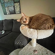 Pebble is registered to the contest to win money with this photo: cat, orange_tabby, cat_tree, perch, couch, living_room, furniture, painting, wall_art, papers, window, natural_light, relaxed, pet, indoor, fluffy, curious, cozy, feline, home