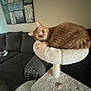 cat, orange_tabby, cat_tree, perch, couch, living_room, furniture, painting, wall_art, papers, window, natural_light, relaxed, pet, indoor, fluffy, curious, cozy, feline, home