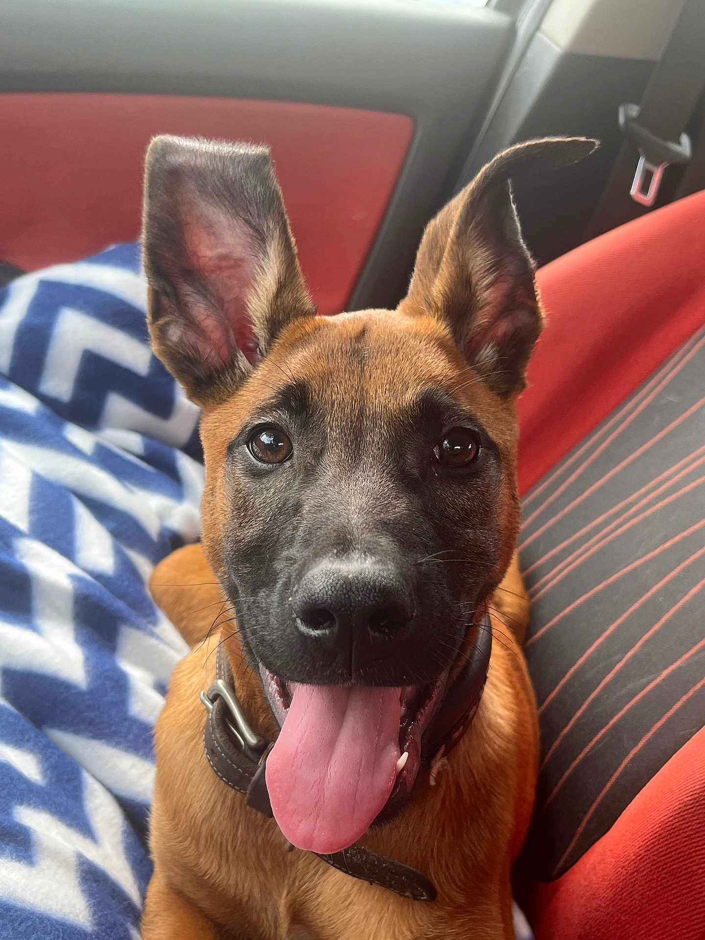 Shadow a rejoint le concours — aidez-le/la à gagner de superbes lots ! dog, pet, canine, animal, car_interior, seat, blanket, tongue_out, ears_up, collar, happy, portrait, closeup, brown_fur, black_muzzle, seatbelt_buckle, window, indoor, smiling, companion