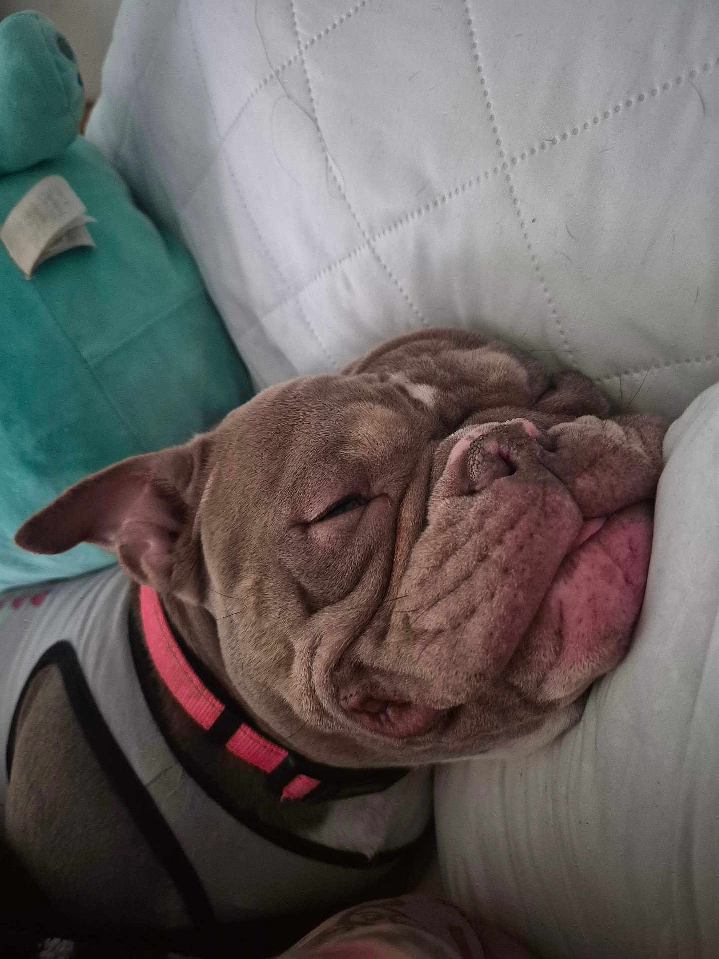 Gizmo joined the competition — help win amazing prizes! dog, bulldog, sleeping, wrinkles, pet, pillow, bed, blanket, collar, pink_collar, close_up, portrait, snout, fur, relaxed, indoor, soft, cute, nose, ear