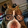 dog, pet, glasses, eyewear, close_up, portrait, brown_coat, white_marking, wrinkled_face, muzzle, nose, whiskers, eyes, indoors, furniture, bedroom, accessory, cute, expression, bulldog_style