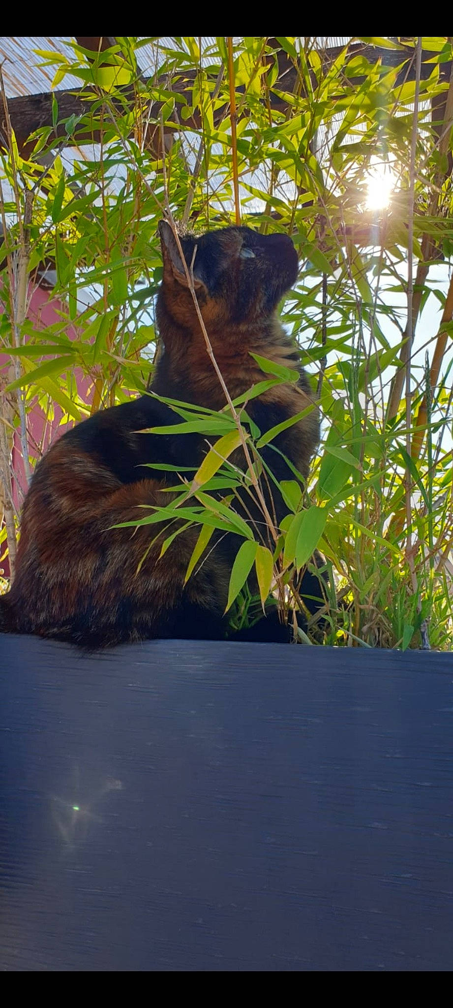 Jeannette participe au concours pour gagner de l'argent avec cette photo : art, branch, carnivore, cat, fawn, felidae, grass, plant, sculpture, shadow, small_to_medium_sized_cats, tail, terrestrial_animal, tints_and_shades, tree, trunk, twig, vegetation, whiskers, wood