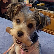 Coco is registered to the contest to win money with this photo: bone, close_up, cozy, curious, dog, domestic, ears, eyes, floor, fur, furniture, household_items, indoor, leash, mouth, pet, pink_harness, small_dog, television, wooden_cabinet