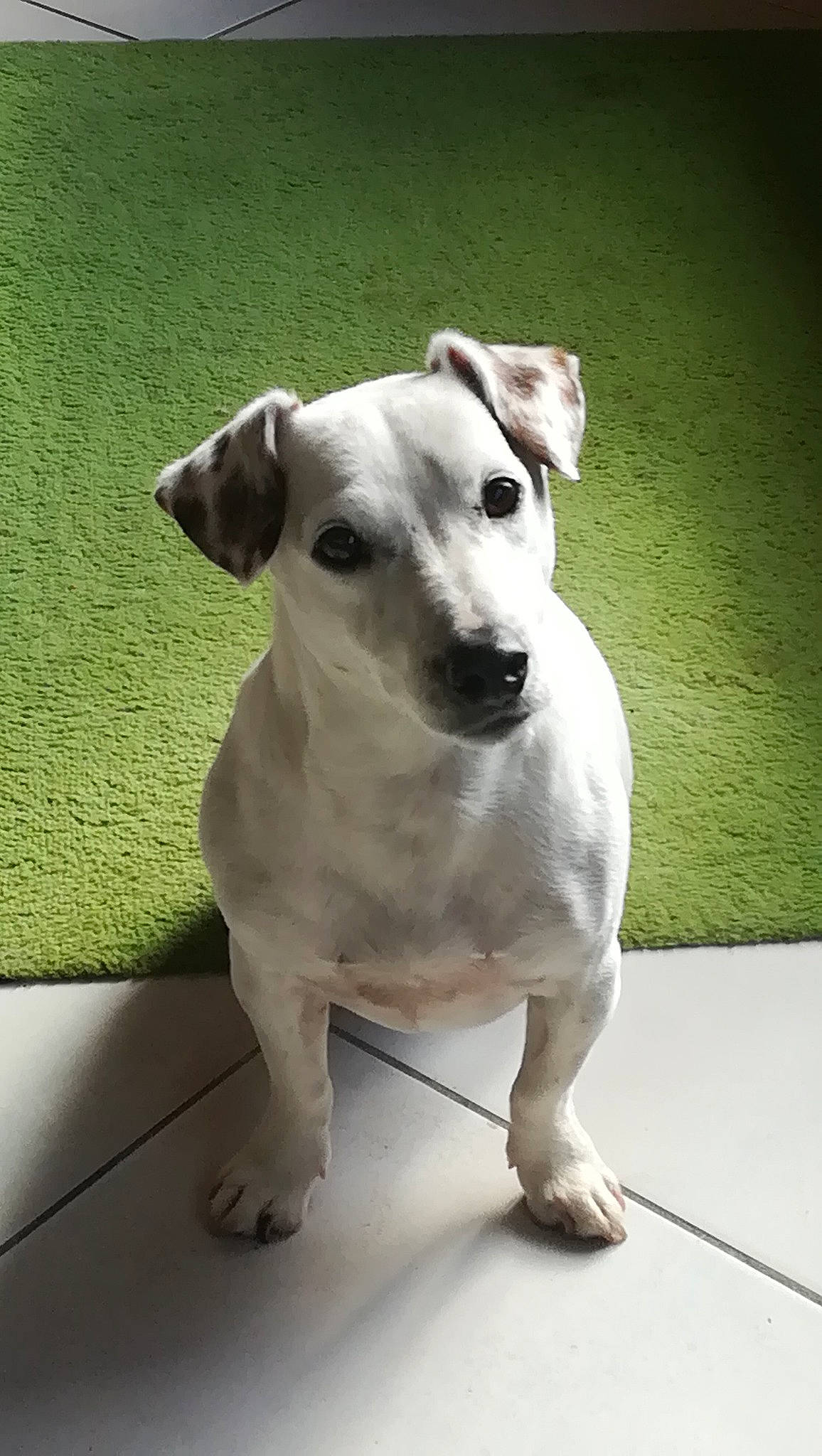 Idefix a rejoint le concours — aidez-le/la à gagner de superbes lots ! ancient_dog_breeds, canidae, carnivore, collar, companion_dog, dog, dog_breed, dog_collar, dog_supply, flooring, grey, non_sporting_group, pet_supply, rectangle, snout, terrestrial_animal, whiskers, working_animal