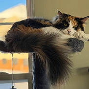 Halloween is registered to the contest to win money with this photo: animal, calico, cat, cat_tree, contemplative, domestic_cat, feline, fluffy, fur, hanging_toy, home, indoor, long_tail, pet, relaxed, resting, soft_light, tail, toy, window