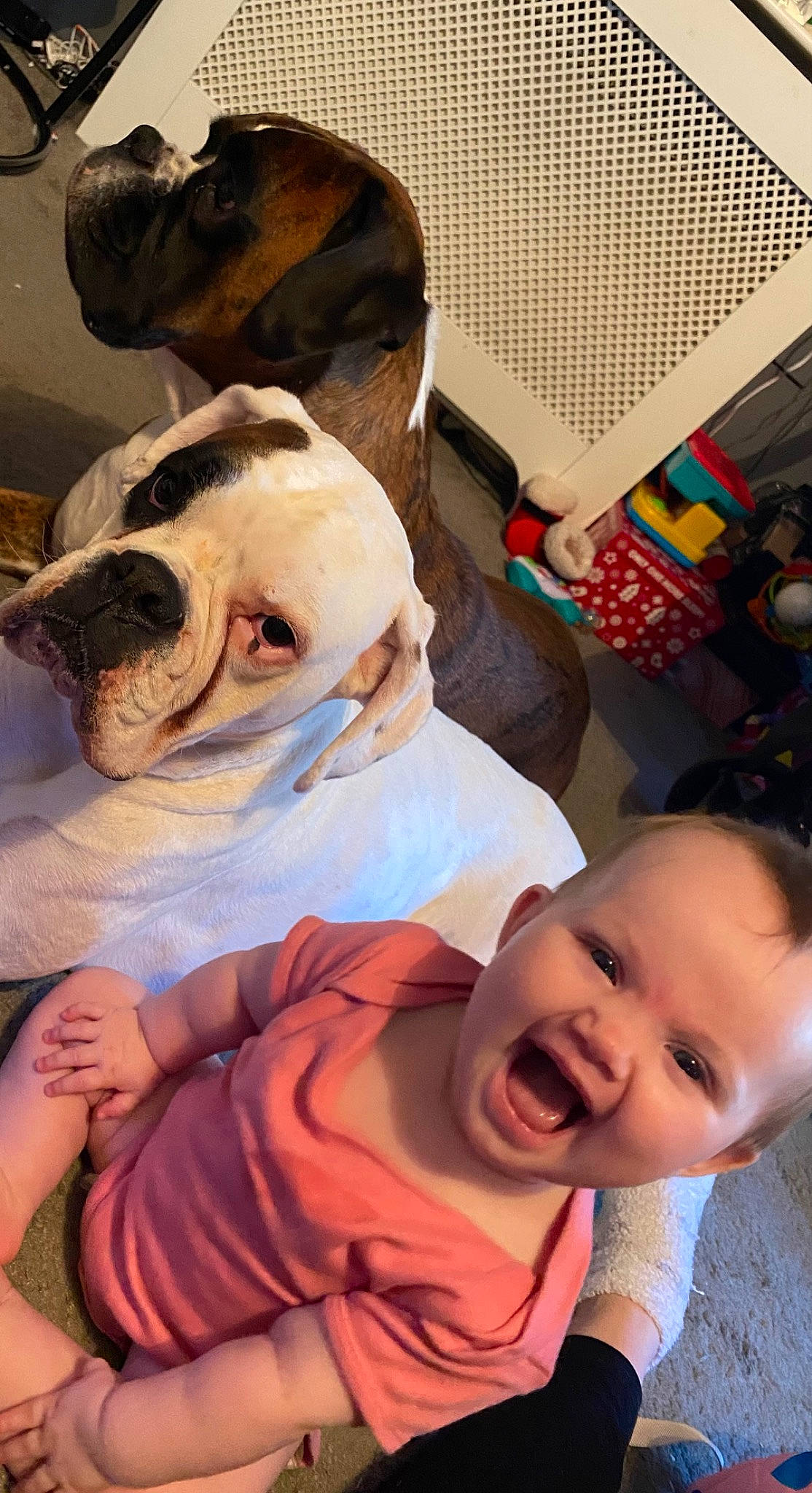 April joined the competition — help win amazing prizes! baby, baby_toddler_clothing, bulldog, carnivore, comfort, companion_dog, dog, dog_breed, facial_expression, fawn, happy, mammal, mouth, nose, organ, person, pink, skin, toddler, vertebrate