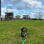 Henry joined the competition — help win amazing prizes! puppy, dog, grass, leash, outdoor, sky, clouds, sports_field, bleachers, batting_cage, trees, greenery, young_dog, animal, pet, nature, daytime, cute, small_dog, sitting