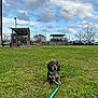 puppy, dog, grass, leash, outdoor, sky, clouds, sports_field, bleachers, batting_cage, trees, greenery, young_dog, animal, pet, nature, daytime, cute, small_dog, sitting