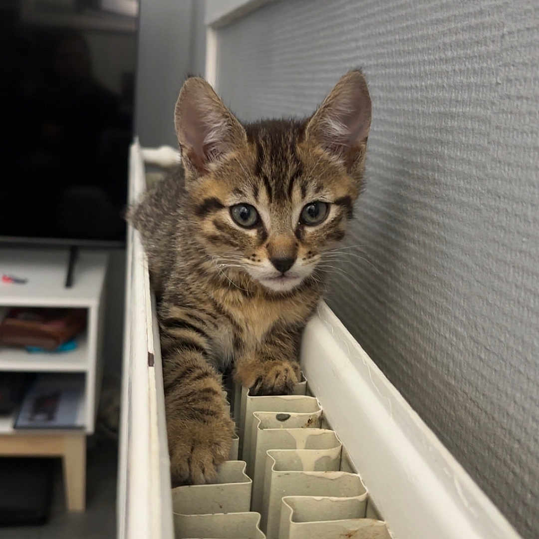 Volt participe au concours pour gagner de l'argent avec cette photo : animal, cat, cozy, curious, cute, domestic, ears, eyes, feline, fur, home, indoor, kitten, paws, pet, radiator, resting, tabby, whiskers, young
